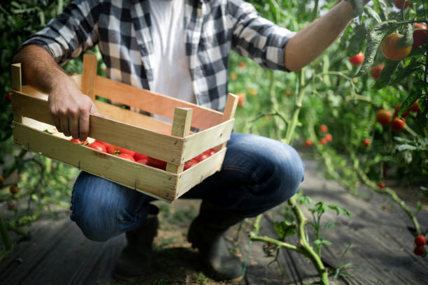 istock Friendly farmer at work in greenhouse 959256332