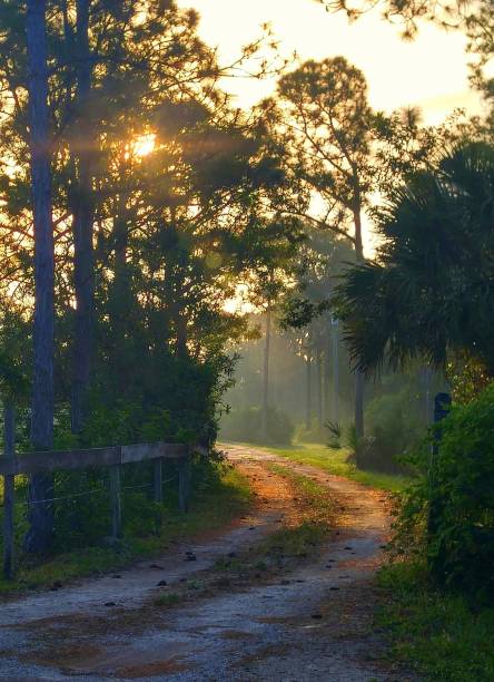 istock Tranquil Dirt Road With Bright Morning Light Shining Through the Trees 959261370