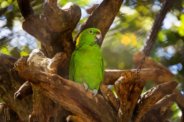 A parrot in treebranches