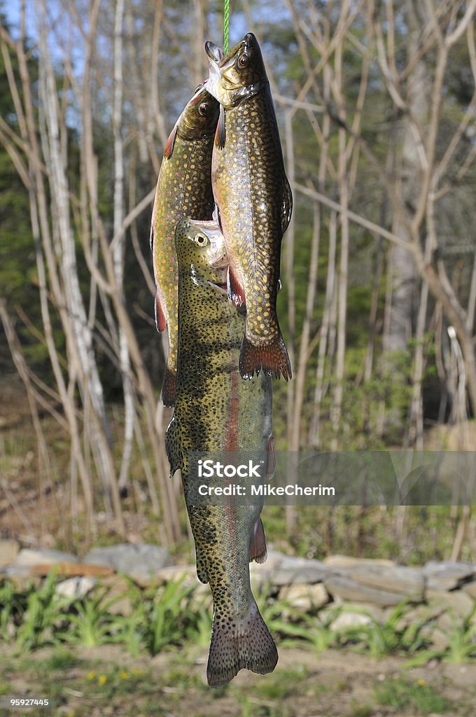 Forelle auf einem Stringer - Lizenzfrei Lachsforelle Stock-Foto