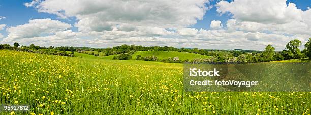 Idyllische Sommerwiese Farmland Stockfoto und mehr Bilder von Hecke - Hecke, Ländliches Motiv, Agrarbetrieb