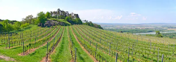 panoramic view across the vineyards on the Schiffberg at Hollenburg, south part of the so called mountain range Wagram above the Danube valley, Austria