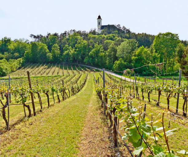 istock Vineyards beneath pilgrimage church 959278528