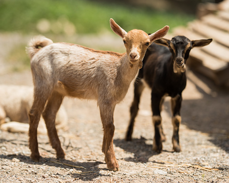 Two cute little goat on a walk