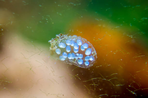 istock Aquarium snail offspring in eggs caviar 959279694