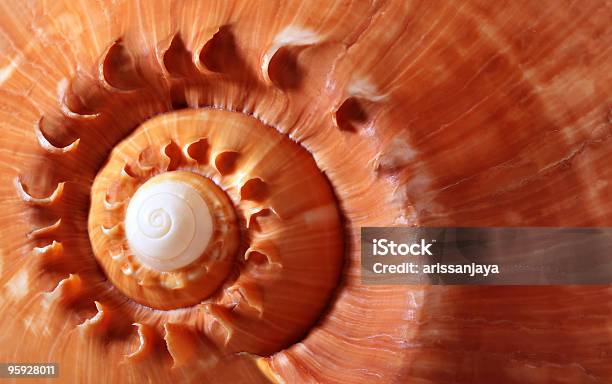 Conchacolor - Fotografias de stock e mais imagens de Búzio - Concha do mar - Búzio - Concha do mar, Castanho, Concha - Parte do corpo animal