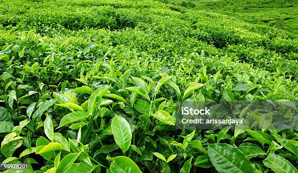 Piantagione Di Tè - Fotografie stock e altre immagini di Agricoltura - Agricoltura, Ambientazione esterna, Colore verde