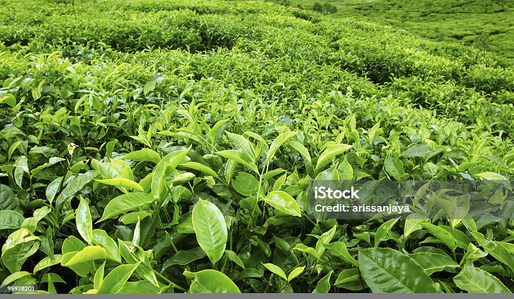 Plantação de chá - Foto de stock de Agricultura royalty-free