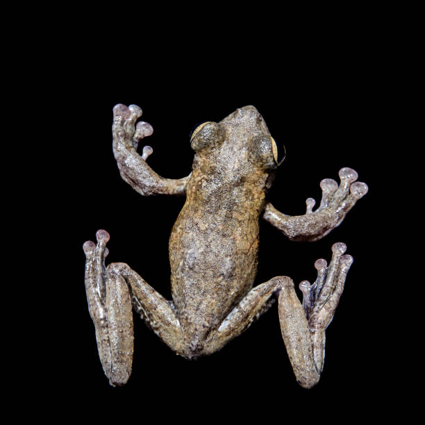 istock Annam flying frog, Rhacophorus annamensis, on black 959282466