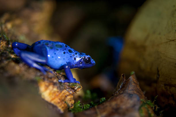 Blue Poison dart frog, Dendrobates tinctorius Azureus Blue Poison Dart Frog, Dendrobates tinctorius Azureus, on tree blue poison dart frog dendrobates tinctorius azureus stock pictures, royalty-free photos & images