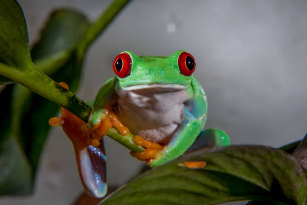 istock Beautiful red eyed tree frog 959283116