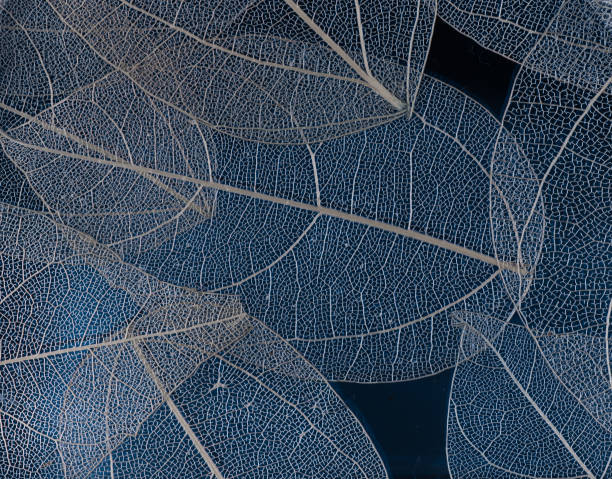 スケルトンの葉花の組成黒い背景に、透明な青の葉します。 - fossil leaves ストックフォトと画像
