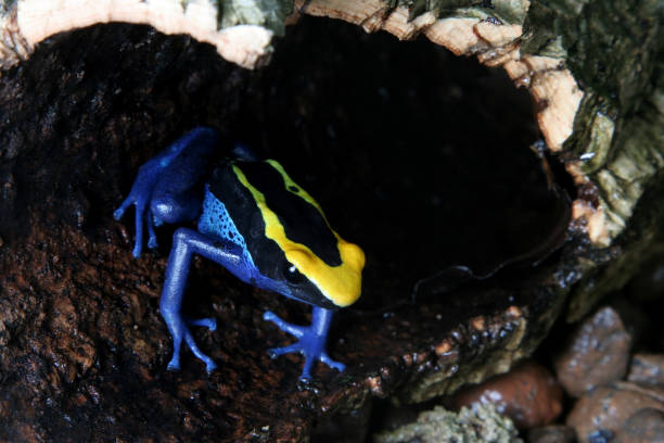 istock Brazillian dyeing poison dart frog, Dendrobates tinctorius 959284248