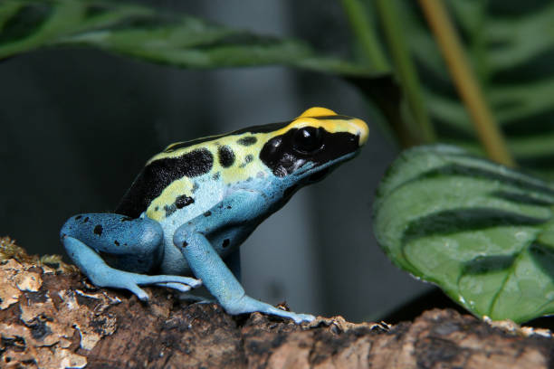 istock Patricia Dyeing Poison Dart Frog, Dendrobates tinctorius 959284268