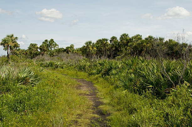 istock Nature Landscape in Florida 95928620