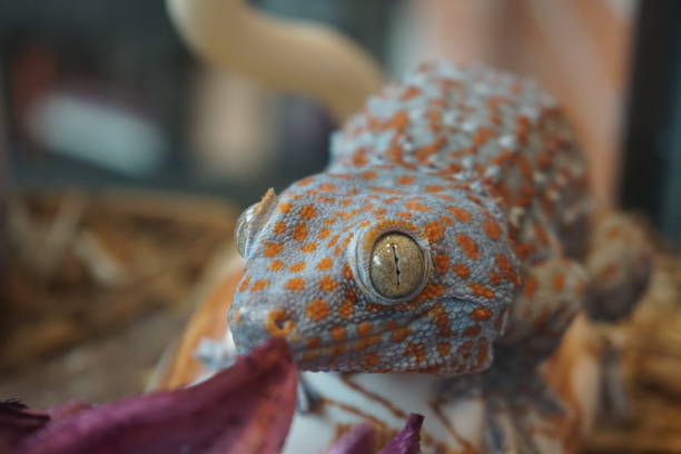 Tropical Tokay Gecko Tropical Tokay Gecko tokay gecko stock pictures, royalty-free photos & images