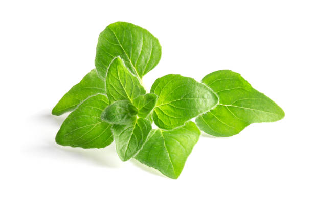 Oregano leaves isolated on a white background. Fresh herb spice stock photo