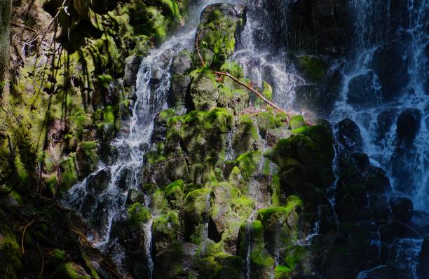 mt. hood wald zen - mt hood national park stock-fotos und bilder