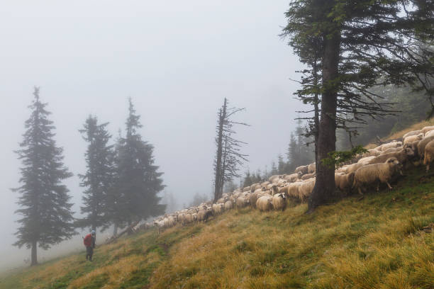 istock Sheep herd on summer meadows in mountains, Romania 959286890