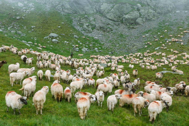 istock Sheep herd on summer meadows in mountains, Romania 959287034