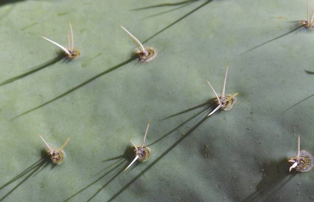 istock Close up of Prickly Pear Cactus Pad and Spines 959292594