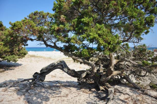 istock Marino pine on Sardinia's beaches 959299388