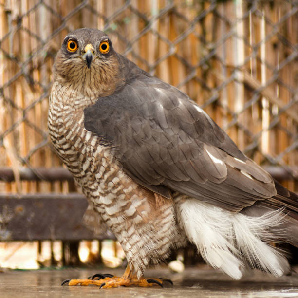 istock sparrow hawk bird of prey 959300810