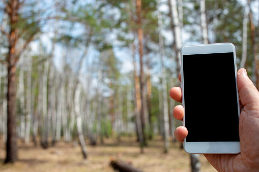 phone in hand on the spring forest background