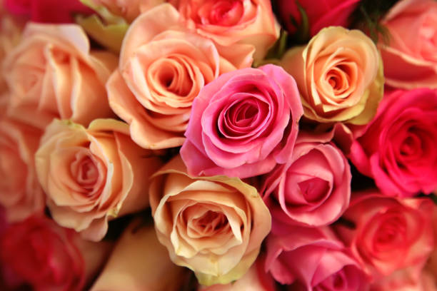 istock Pink and yellow roses closeup 959301550