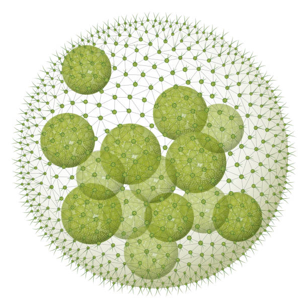 www.photomacrography.net :: View topic - Volvox Microscopic photography, Protist