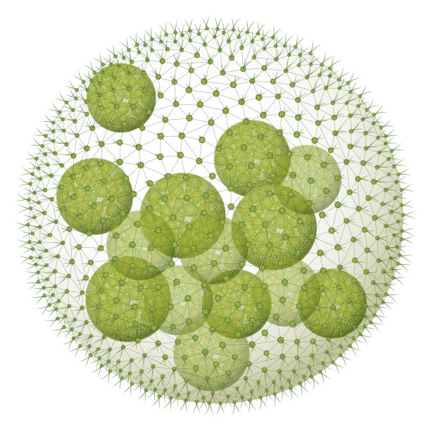 Volvox Volvox is a polyphyletic genus of chlorophyte green algae in the family Volvocaceae. It forms spherical colonies of up to 50,000 cells. volvox stock illustrations