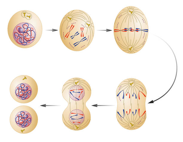 podział komórek. mitozy - mitoza stock illustrations