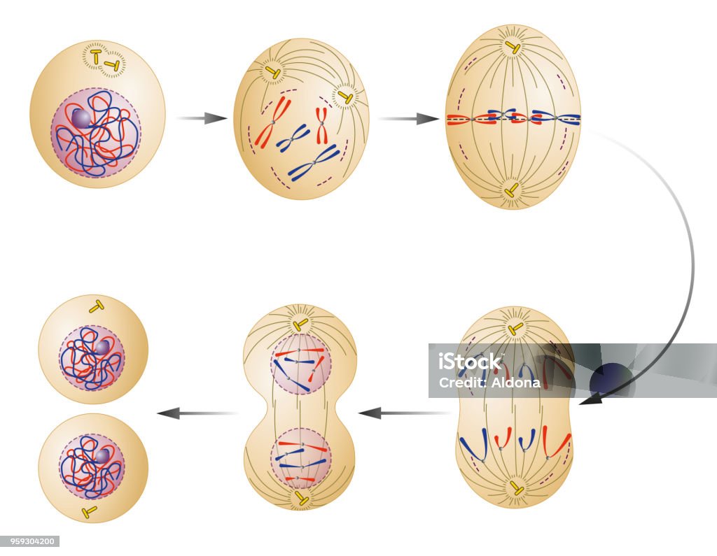 Cell division. Mitosis Cell division is the process by which a parent cell divides into two or more daughter cells Mitosis stock vector