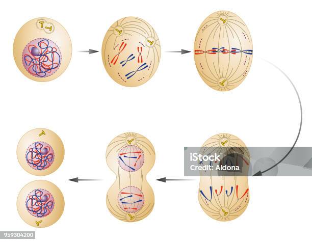 Cell Division Mitosis Stock Illustration - Download Image Now - Mitosis, Metaphase, Interphase