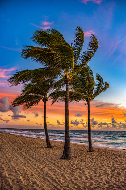 Beautiful palm tree sunrise in Ft. Lauderdale Beach Florida FL.