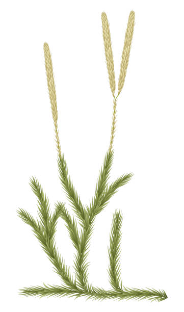 Clubmoss or Lycopodium Lycopodium is a genus of clubmosses, also known as ground pines or creeping cedar, in the family Lycopodiaceae, a family of fern-allies. lycopodiaceae stock illustrations