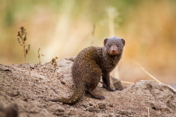 Common dwarf mongoose in Kruger National park, South Africa Specie Helogale parvula family of Herpestidae bioreserve photos stock pictures, royalty-free photos & images