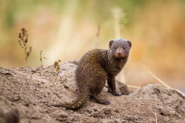 Photo of Common dwarf mongoose in Kruger National park, South Africa