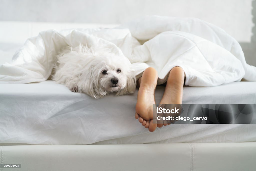 Black Girl Sleeping In Bed With Dog And Showing Feet Black girl in bed in the morning with white dog. Tired young African American woman sleeping at home with her pet in messy bedroom, showing feet. Bed - Furniture Stock Photo