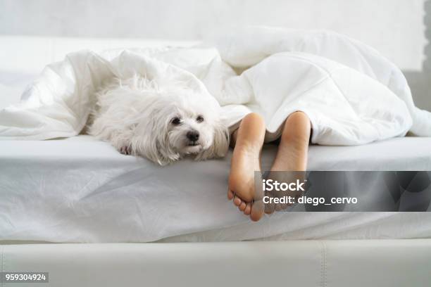 Black Girl Sleeping In Bed With Dog And Showing Feet Stock Photo - Download Image Now