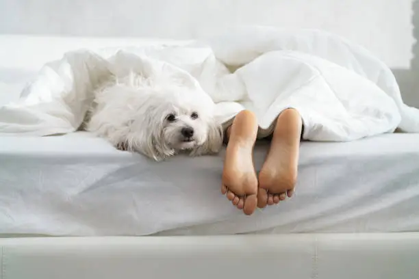 Photo of Black Girl Sleeping In Bed With Dog And Showing Feet