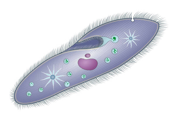 парамеция - paramecium stock illustrations