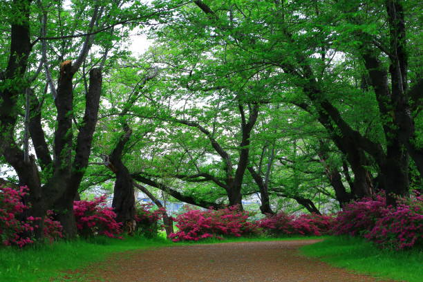 istock Cherry blossoms and azaleas 959308394