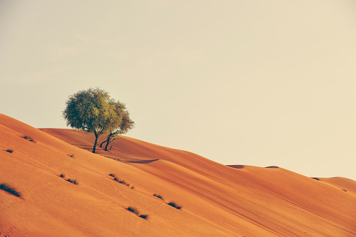 two trees growing in the desert of the sultanate of oman.