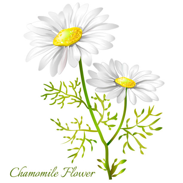illustrazioni stock, clip art, cartoni animati e icone di tendenza di immagine di un fiore di camomilla. camomilla officinalis. - daisy chamomile chamomile plant white