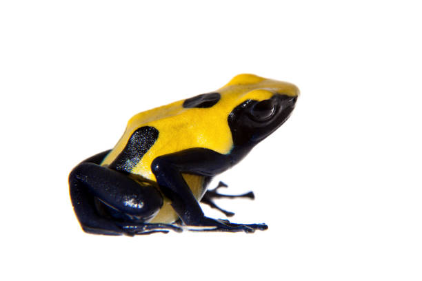 istock Citronella Dyeing Poison dart frogling, Dendrobates tinctorius, on white 959324166