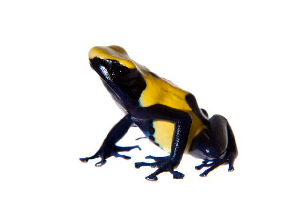 istock Citronella Dyeing Poison dart frogling, Dendrobates tinctorius, on white 959324312