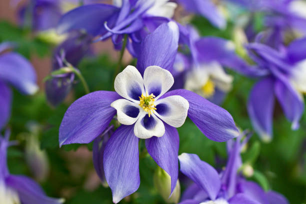 Rocky Mountain Aquilegia