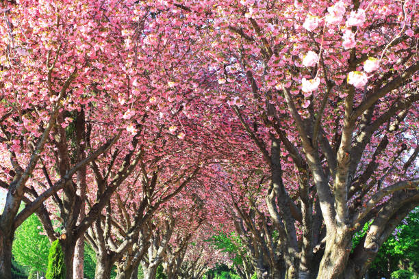 istock Top of blooming cherry trees in spring 959324592