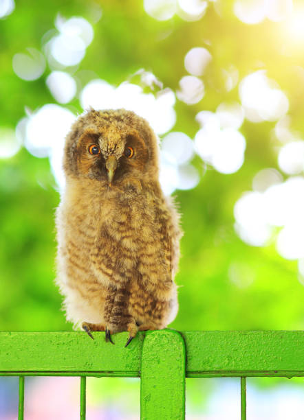 owl eyas sit on fence - eyas imagens e fotografias de stock